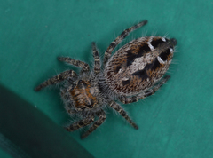 Phidippus comatus
