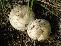 Leucoagaricus barssii