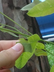 Cucujiformia