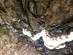 Stereum gausapatum