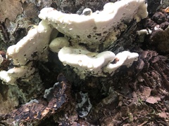 Stereum gausapatum