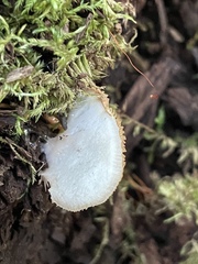 Crepidotus mollis
