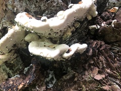 Stereum gausapatum