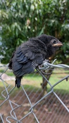Crotophaga sulcirostris
