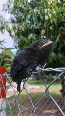 Crotophaga sulcirostris