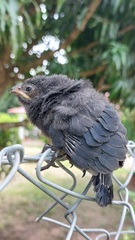 Crotophaga sulcirostris