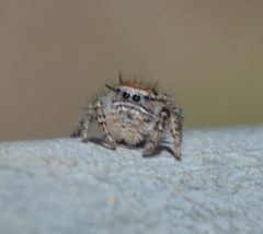 Phidippus comatus