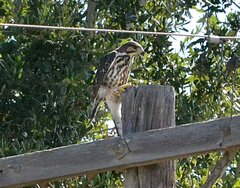 Buteo plagiatus