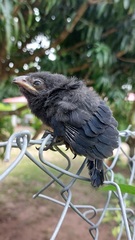 Crotophaga sulcirostris