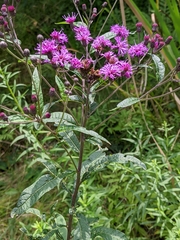 Vernonia noveboracensis