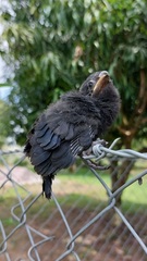 Crotophaga sulcirostris