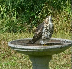 Buteo plagiatus