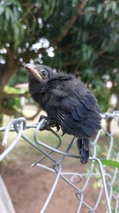 Crotophaga sulcirostris