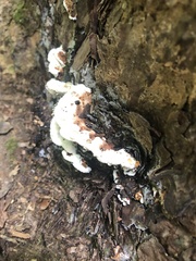 Stereum gausapatum