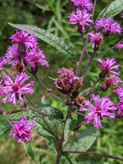 Vernonia noveboracensis