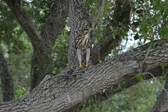 Buteo plagiatus