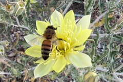 Apis mellifera