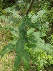 Vernonia noveboracensis