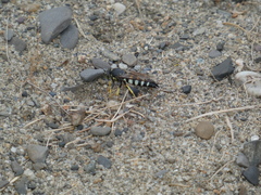 Bicyrtes quadrifasciatus