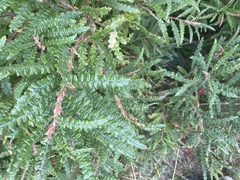 Comptonia peregrina