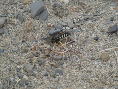 Bicyrtes quadrifasciatus