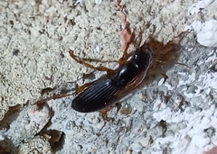 Pseudoophonus