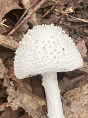Amanita
