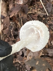 Amanita