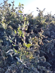 Atriplex lentiformis