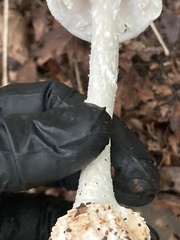 Amanita