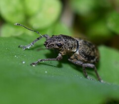 Pantomorus cervinus