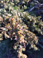 Atriplex lentiformis