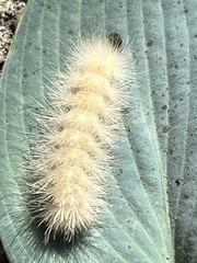 Spilosoma