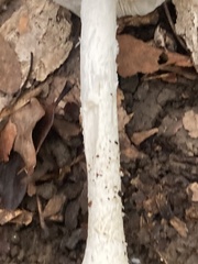 Amanita