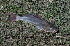 Pimelodus albicans