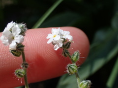 Cryptantha incana