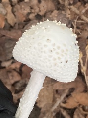 Amanita