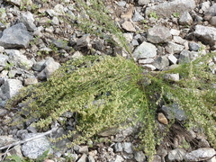 Artemisia campestris