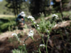 Cryptantha incana