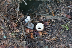 Humaria hemisphaerica