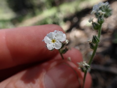 Cryptantha incana