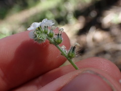 Cryptantha incana