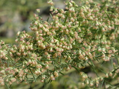 Artemisia campestris
