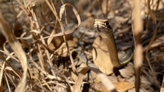 Masticophis lateralis