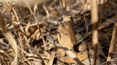 Masticophis lateralis