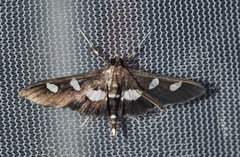 Desmia