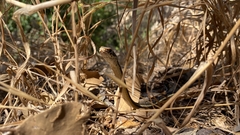 Masticophis lateralis