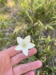 Parnassia glauca