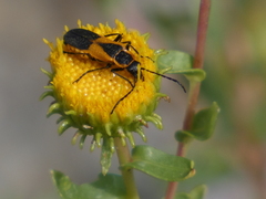 Chauliognathus deceptus