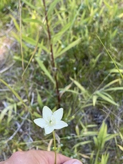 Parnassia glauca